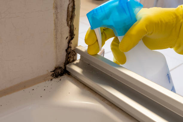 Best Emergency Mold Remediation in Ransomville, NY