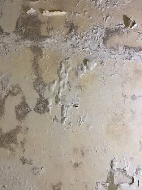 Professional Mold Remediation in Ransomville, NY