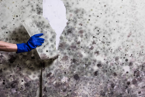 Best Insurance-Related Mold Remediation in Ransomville, NY